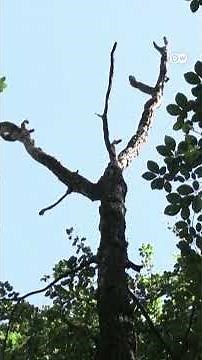 Like humans, trees also sweat in the summer [How do trees transpire]
