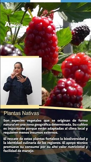 What are native plants?