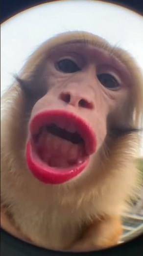 HEY BABY🐵☺️...muah💋 . . #ai #monkey #muah #hey #crazymemes