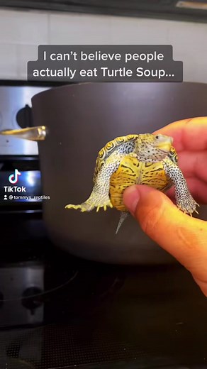 Delicious Turtle Soup Recipe for Food Lovers