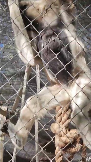 Siamang Ape Showing Off Its Amazing Skills! 🐾✨