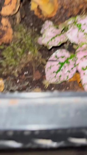 Your crested gecko is not mad at you; they hide for a reason. Geckos are nocturnal, so they sleep by day and explore by night. If your gecko stays hidden, it could be too bright, the humidity might be off, or they are still adjusting. Once they feel safe, you’ll see them out more after sunset. Comment "crested gecko", and I’ll send you easy tips to help them feel confident enough to come out. | Geckopia