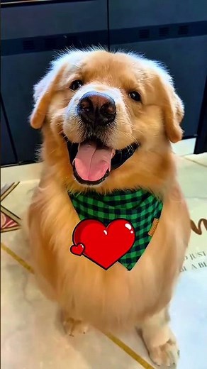 Hachiko: The Dog Who Waited for His Owner Even After Death | True Story