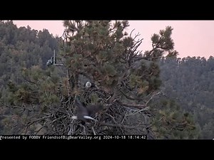 October 18 in the Big Bear Valley FOBBV CAM Big Bear Bald Eagle Live Nest - Cam 1 / Wide View Cam 2