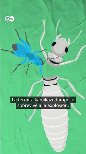 Termitas que explotan 💣
