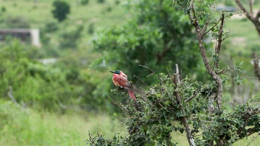 Carmine bee-eaters are brightly coloured bird, known for their vivid red/pink plumage, turquoise heads, and long tail streamers. They are migratory, moving seasonally to follow rains and insect populations. These birds live in large colonies, nesting in burrows dug into sandy riverbanks. They feed mainly on flying insects such as bees and wasps, which they catch in mid-air, making them both highly visible and ecologically important insect predators. Wildearth | Sandringham Private Game Reserve