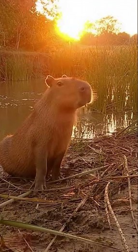 Hippo Intercepts Crocodile Attack on Capybara (Authentic Trail Cam Footage)