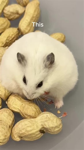 Bet you’ve never seen an alien eat peanuts 👽🥜 #hamsterlife #cutepet #tinyfriends #petmoments #fyp