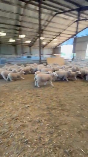 Calling all shearers! 🐑 ✂️ The sheep are all prepped and ready .. and today is your last chance to enter the Hanbury Countryside Show Sheep Shearing competition THIS Saturday 5th July! 📢 🐑✂️🧶 Junior 🐑✂️🧶 Intermediate 🐑✂️🧶 Senior 🐑✂️🧶 Open Held under the British Isles Shearing Association competition rules. Thank you to our sponsors Lockley Homes Lister Shearing and Ellacotts for your invaluable support. 🙏 #SheepShearing #competition #hanbury Entry link in the comments ⬇️ #sheep #Sheep