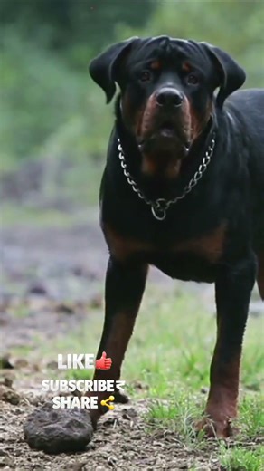 Suara Anjing Menggonggong Curiga Kamu Berani atau Takut