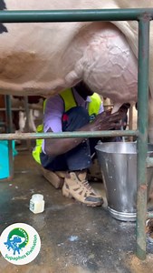 How many times do you milk in a day ? Do you believe milking frequency has an effect on overall milk production? Let’s discuss on the comments | Dairy networks