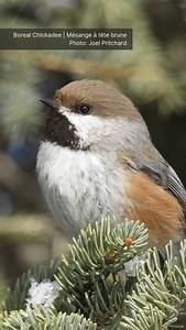 The February feature in the 2025 Birds Canada calendar is the adorable Boreal Chickadee, captured by photographer Joel Pritchard! These small songbirds live year-round in the Boreal forest, where they brave the cold with some clever survival adaptations. On cold nights, they often roost together to stay warm and conserve energy. Like the Black-capped Chickadee, they also cache food in the summer and fall, creating a winter food supply. If you live near the Boreal forest, keep an eye on your back