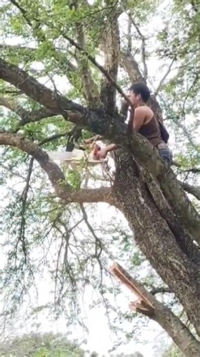 neat technique of cutting a tree using rope #shortvideo #woodworking #chainsaw