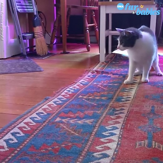 ‘He is now a feared droid destroyer,’ cat dad Adam Francis said. https://gma.abc/3fyWnPF | Good Morning America