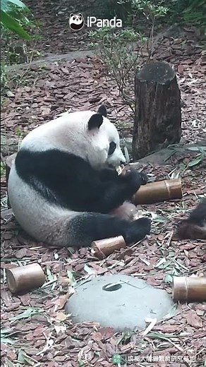 I Gotta Admit, That Was A Smooth Grab! | iPanda #shorts