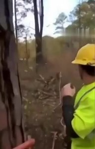 Damn! The Tree Fight Back