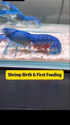 Animaltalkz on Instagram: "The Day the Baby Shrimp Were Finally Born 🦐 Shrimp Birth & First Feeding Today is a big day in my shrimp tank. After days of careful observation, patience, and nonstop worry, the mama shrimp finally gave birth. When I checked her belly this morning and saw it completely empty, I knew the moment had arrived - every single baby shrimp had been born safely. Mother and babies are both doing well, and that alone makes everything worth it. This video captures the baby shrim