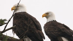 2 the Outdoors: New York Breeding Bird Atlas