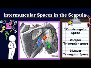 Intermuscular Spaces of Scapula | Upper Limb Anatomy