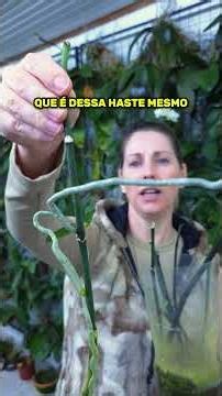 Learn how to propagate orchids from phalaenopsis flower stems.