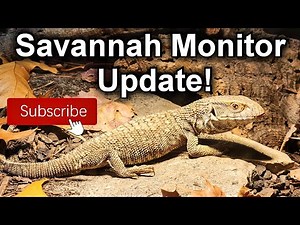 Savannah Monitor Update: Year 1