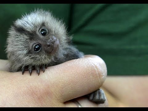 Cute Monkeys Part #44 - Relaxing moment with Funny Baby Finger Monkey (Pygmy Marmoset) 2018