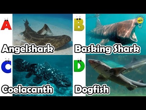 ABC phonics animals | ABC Sea Animals song | Alphabets Kids Song #angelshark