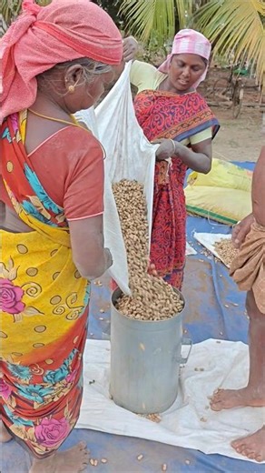 Farm Fresh Groundnut Harvest #sale #oil #food #farming #reels #fresh #garden #groundnut #peanut🏡💐💯✅🍀