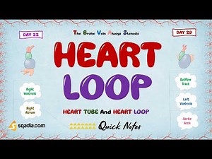 Heart Tube and Heart Loop | Heart Loop