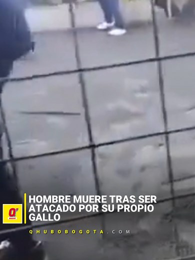 #MundoCurioso Un video capturó el instante en que un hombre, que participaba en una pelea de gallos clandestina en Perú, fue atacado por su propia ave.