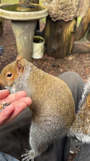 Bear and Squirrel: Unlikely Friends in Nature
