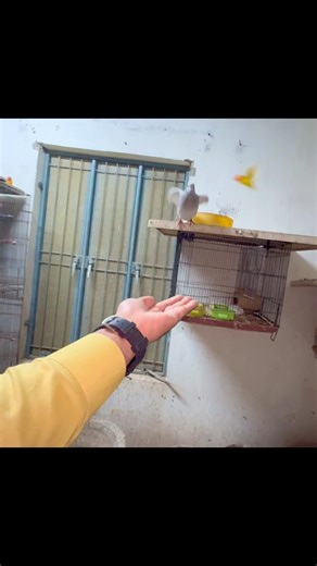 pigeon Tam #pigeon #pigeons #viralshort