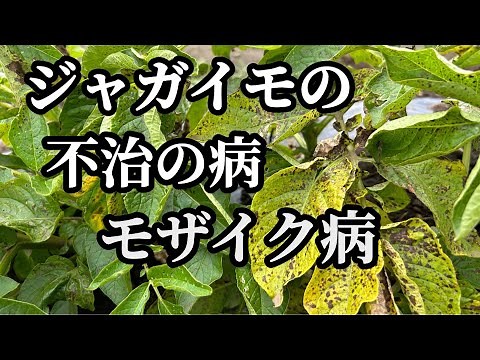 [Potato cultivation] Mosaic disease? Insects? Watch out for these symptoms!