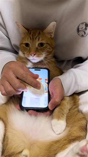 Review of Don Don's Behavior and Card Rating