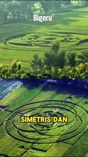 Crop Circle Sleman Yogyakarta: Jejak UFO atau Eksperimen Manusia? | Bigeru TV