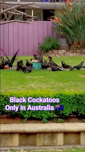 Black Cockatoo #birdsofaustralia #nature #wildlife