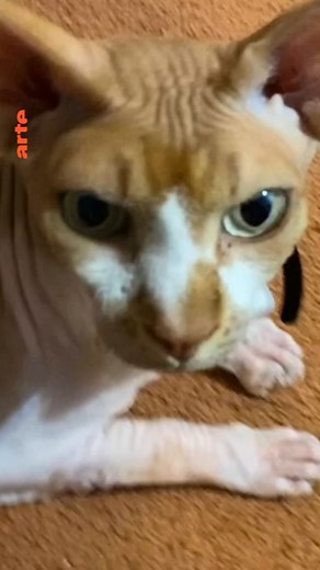 Les chiens seraient-ils plus intelligents que les chats ? On laisse les fans de l’un et de l’autre se tirer dans les pattes en commentaires 🐈🐕 Via 28 minutes | ARTE