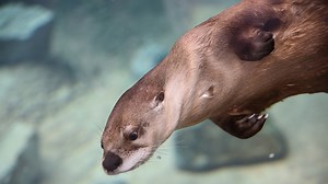 New otters make a splash at Zoo Knoxville