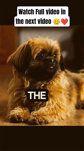 Top 10 Best Dogs for Older Women 🐶❤️ #dog