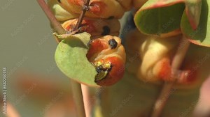 Hyles Euphorbiae chews leaves, Red head of thick greasy caterpillar Hanging Branch feeds on leafy spurge. Eats a green leaf. Macro insect view in wild nature