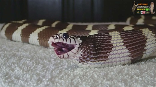 Witnessing python feeding behavior in the wild
