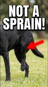 The Hidden Knee Injury in Large Dogs 🐕
