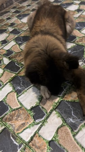 Hoshi, is an American Akita bred. Historically, Akitas were used as hunting and fighting dogs and are now often trained for police and guard work. #americanakita #dog #fbpost #everyonefollowers #fbreelsfypシ゚ #fbyシvideo | Mirasol Foster