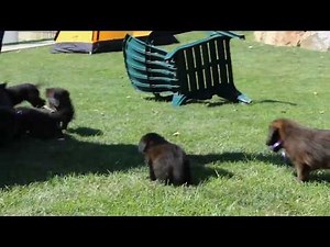 Mini Shepadoodle Puppies For Sale