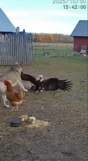 Incredible Farmyard Rescue: Dog vs Eagle!