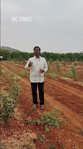 In the cultivation of apple trees, spacing and distance between plants should be maintained.