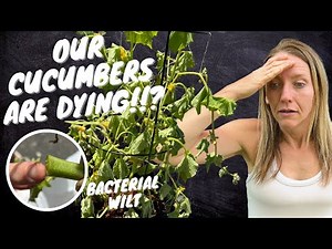 Diagnosing Cucumber Beetles and Bacterial Wilt
