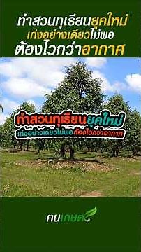 ทำสวนทุเรียนยุคใหม่ เก่งอย่างเดียวไม่พอ ต้อง ไวกว่าอากาศ #ฅนเกษตร #ปลูกทุเรียน #เกษตร #ปุ๋ยทุเรียน