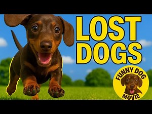 Funny Dog Movie – Laugh Till You Cry with These Adorable Dogs!