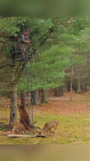 🦌 Deer Never Saw It Coming! | Tree Stand Hunt Success 🌲🔥 #deer #wildlife #hunting #animals #ytshorts